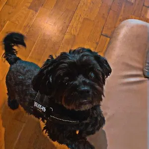 https://black-dog-hostel.inbudapesthotels.com